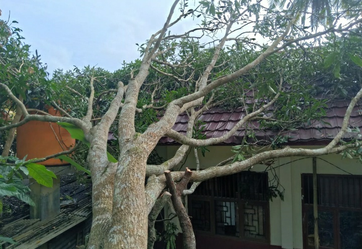 Insiden Angin Kencang,Sebuah Bangunan SDN 4 Babatan Katibung Tertimpa Pohon Mangga