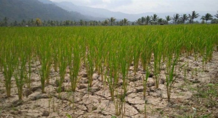 Ratusan Hektar Sawah Di Lampung Barat Kekeringan, DPRD Desak Pemkab Tindak Lanjuti